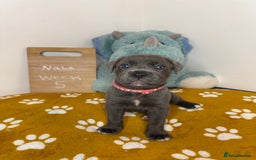 Cane Corso dogs for sale: Cane corso puppies for sale  - Image 34