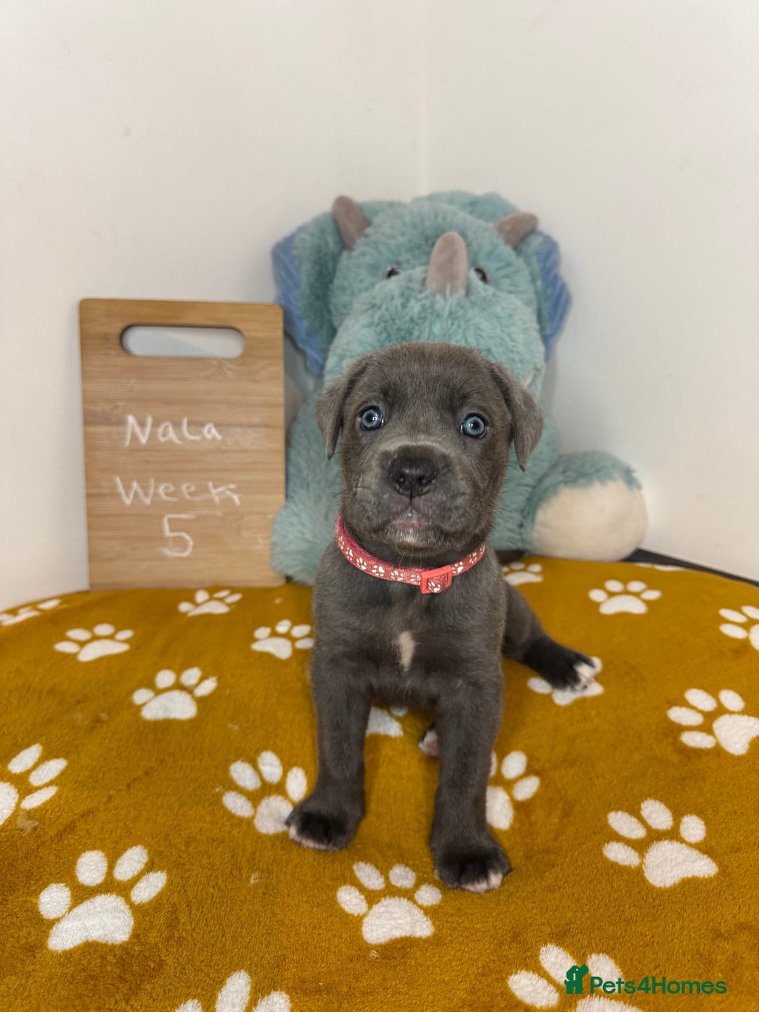 Cane Corso dogs for sale: Cane corso puppies for sale  - Image 34