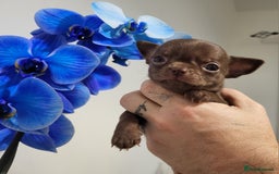 Chihuahua dogs for sale: DWKC Chihuahua Boys - Image 1