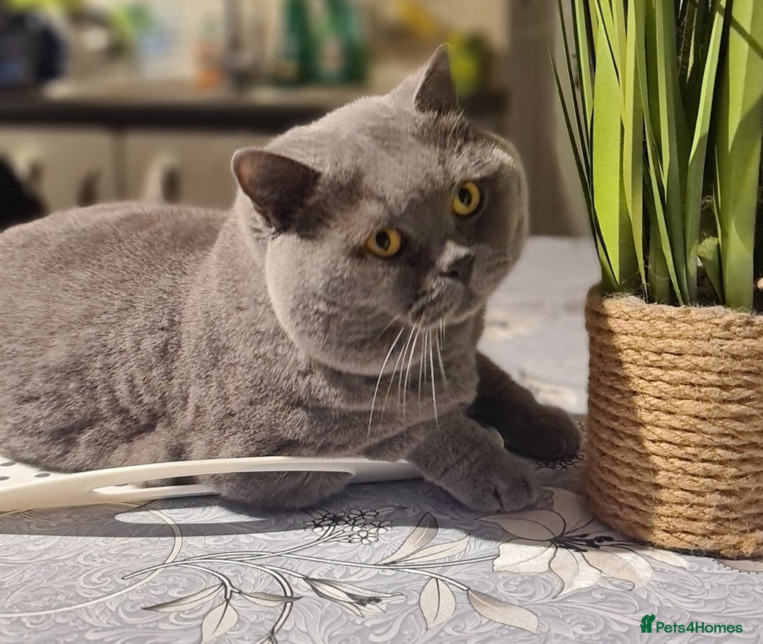 British Shorthair cats for stud: FOR MATING ONLY. Registered GCCF Quality Boy . in Mexborough - Advert 3