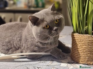 British Shorthair cats FOR MATING ONLY. Registered GCCF Quality Boy . in Mexborough - Advert 18