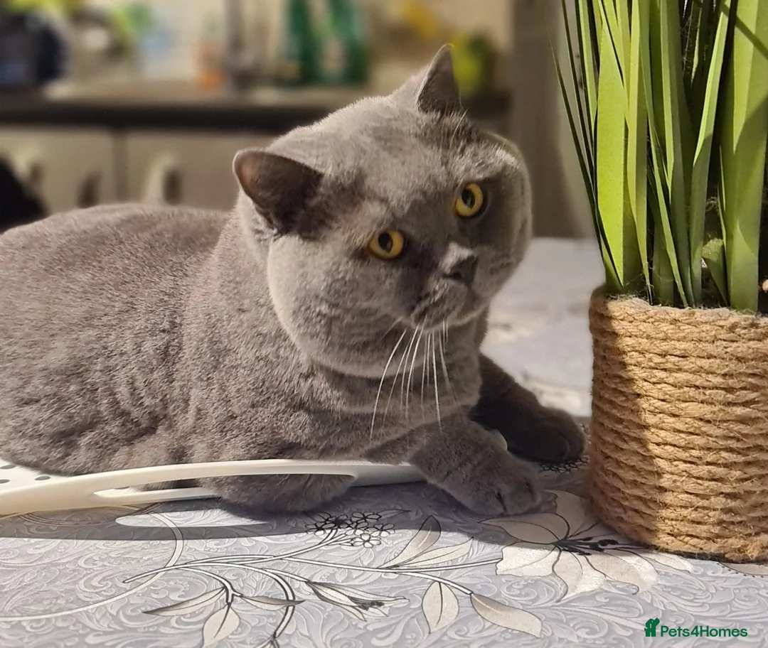 British Shorthair cats for stud: FOR MATING ONLY. Registered GCCF Quality Boy . in Mexborough - Advert 3