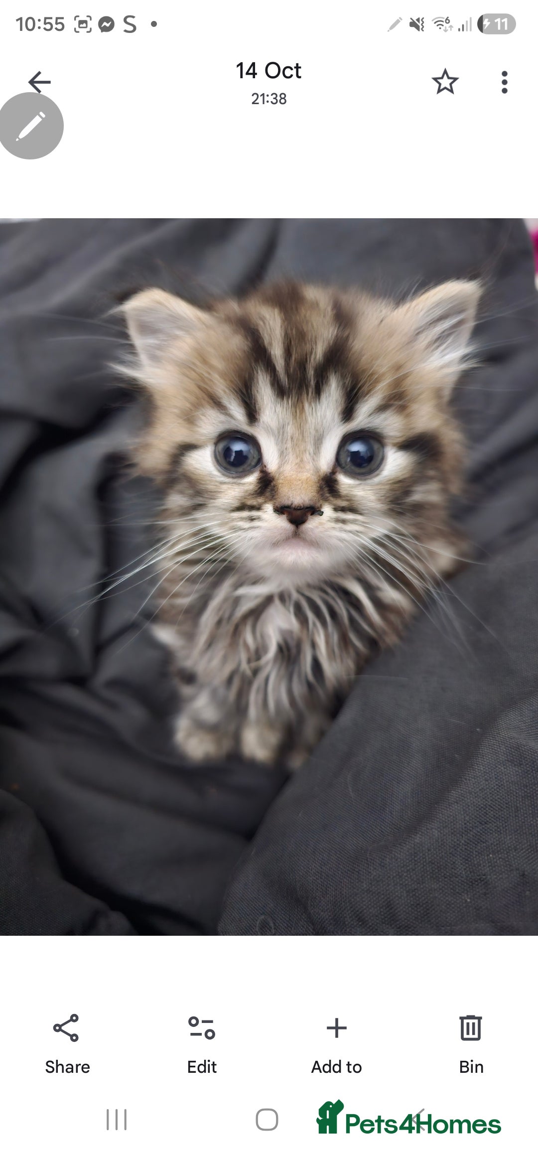 Mixed Breed cats for sale: Sebastian  - Advert 2