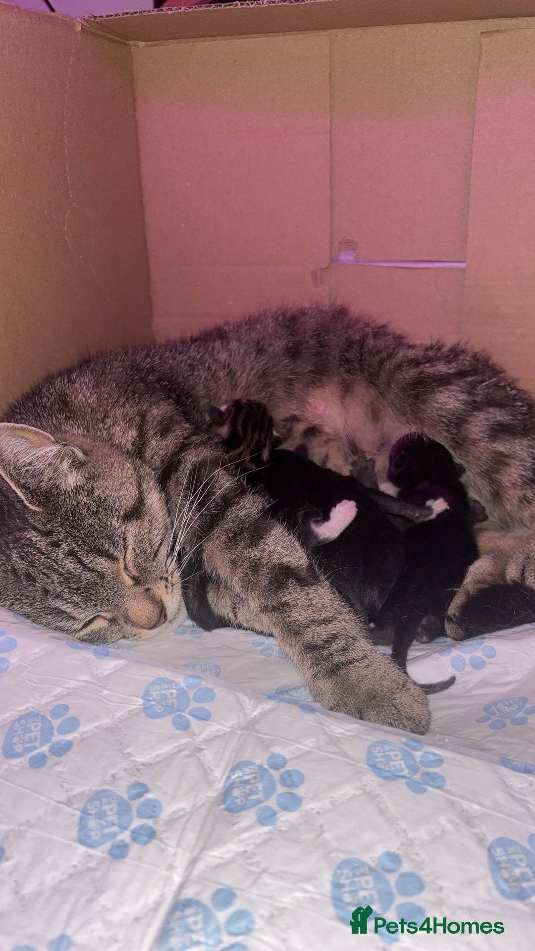 Mixed Breed cats for sale: Female Kitten  - Advert 4