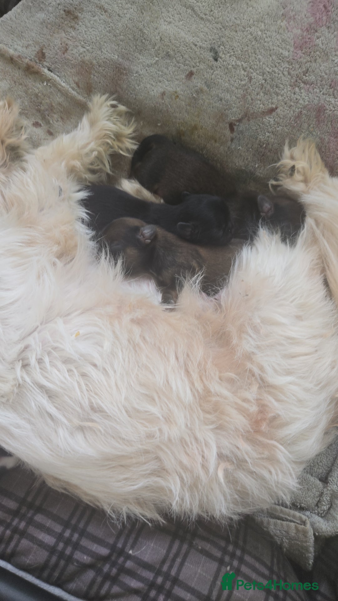 Shih Tzu dogs for sale: 2 buiful shih tzus need their forever home - Image 4