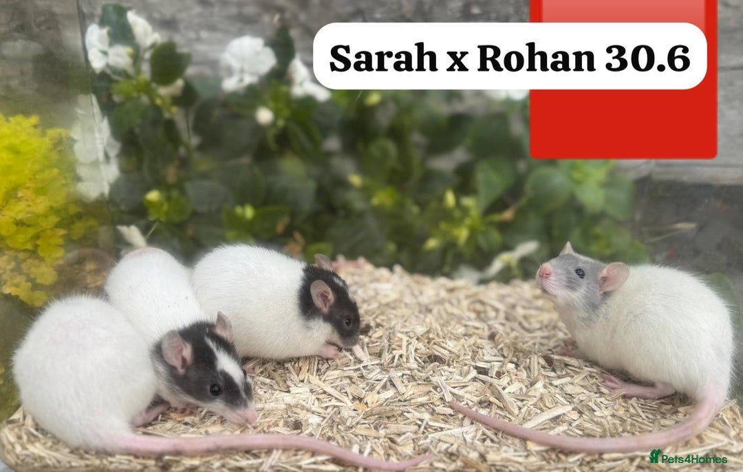 Rat rodents for sale: Baby and young rats ready now. Sheffield - Image 30