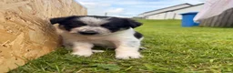 Border Collie dogs for sale: Gorgeous Border Collie puppies  - Advert 24