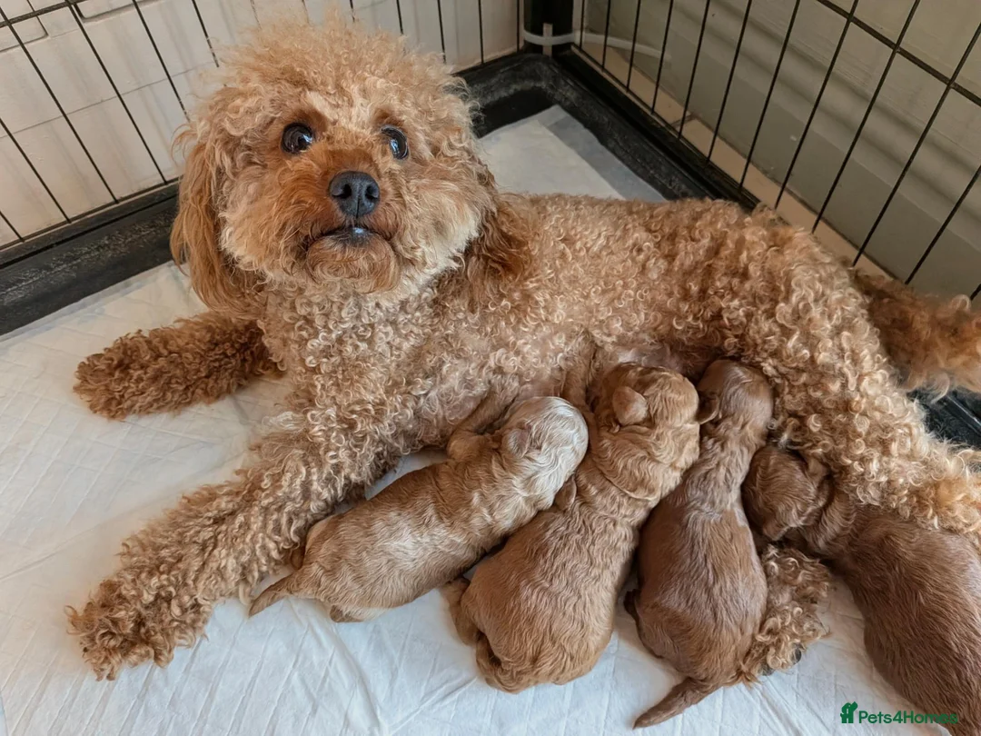 Toy Poodle dogs for sale: Beautiful Toy Poodle Puppies – Red & Apricot ❤️ - Advert 1