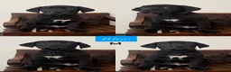 Cane Corso dogs for sale: Cane Corso Puppies - Advert 12