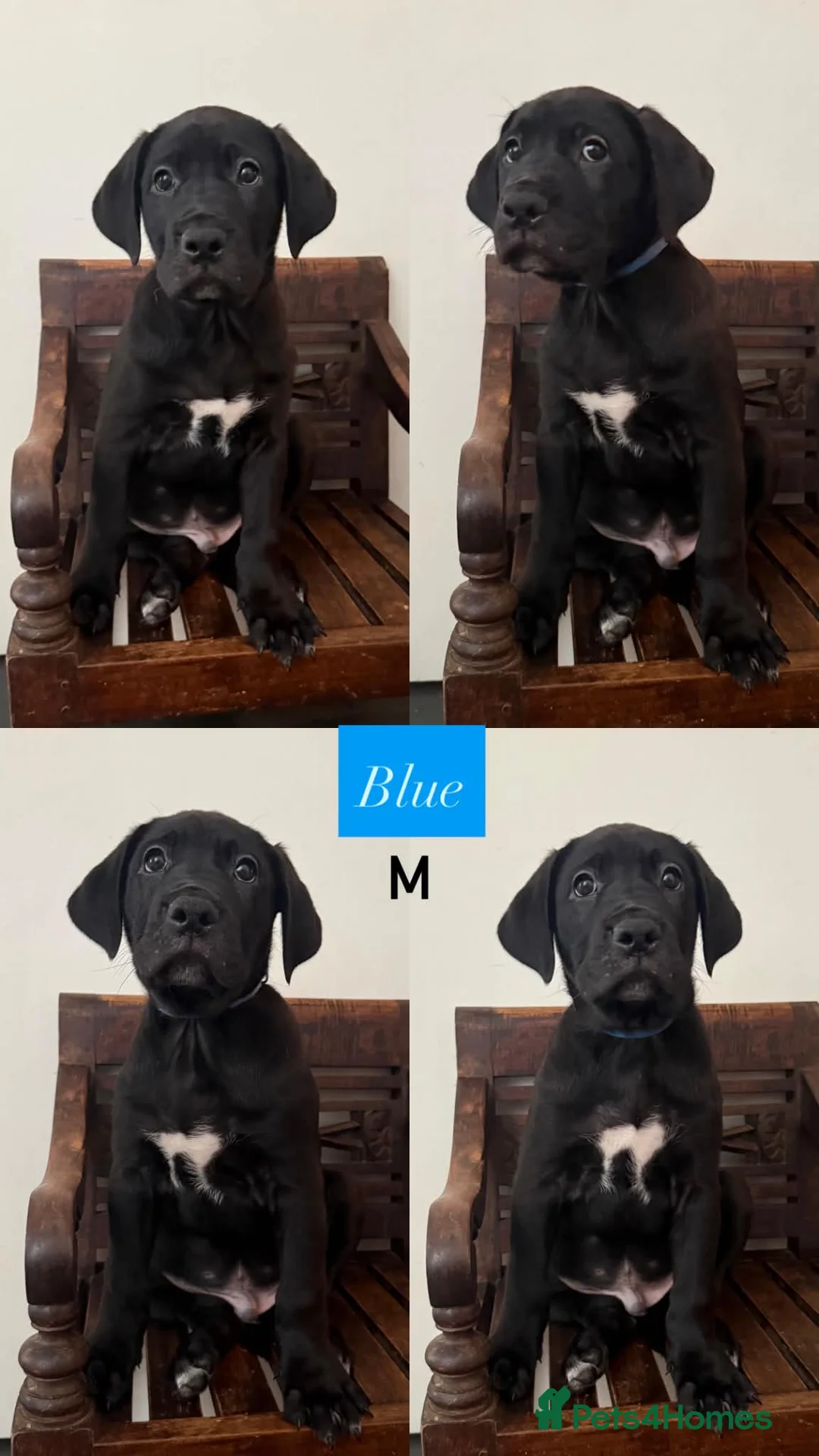 Cane Corso dogs for sale: Cane Corso Puppies - Advert 12