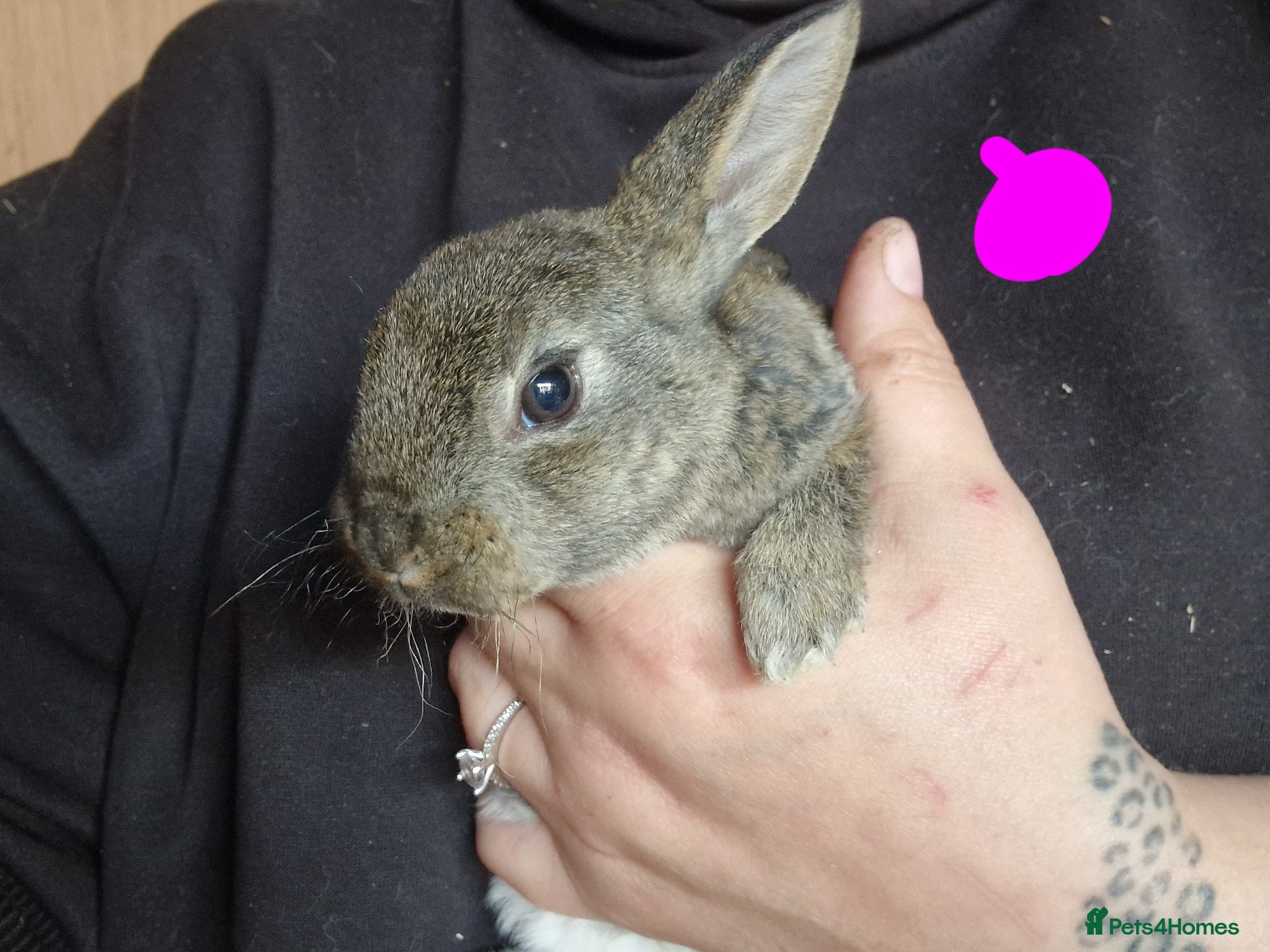 Mini Lop rabbits for sale: Mini lops  - Advert 5