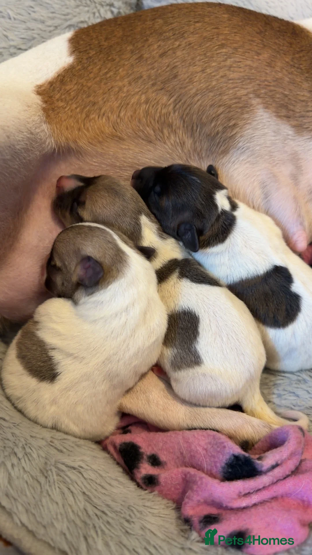 Jack Russell dogs for sale: 3 x Jack Russel puppies  in Rochester - Advert 2