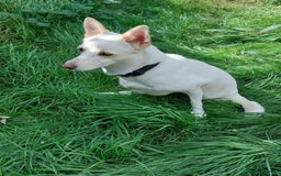 Mixed Breed dogs for adoption: 🐾 Whitey 🐾 - Image 3
