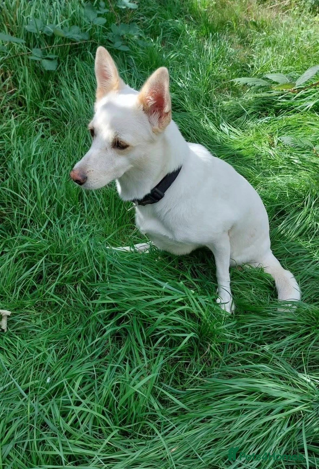 Mixed Breed dogs for adoption: 🐾 Whitey 🐾 - Image 3