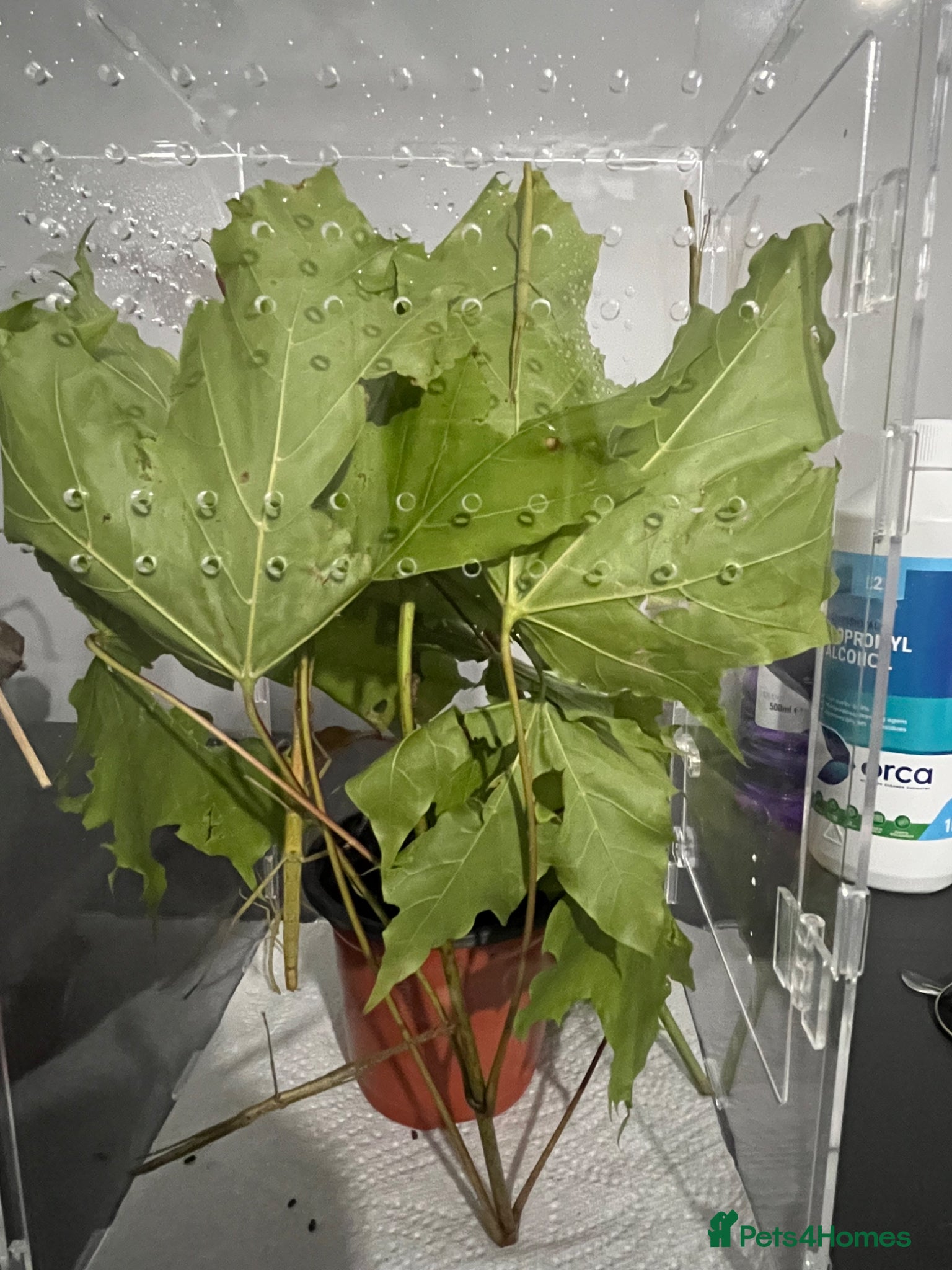 Stick Insects invertebrates Indian stick Insects 50p each, discount on bulk  - Advert 1