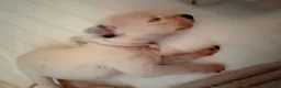 Dalmatian dogs for sale: Beautiful Dalmatian puppies - Advert 3