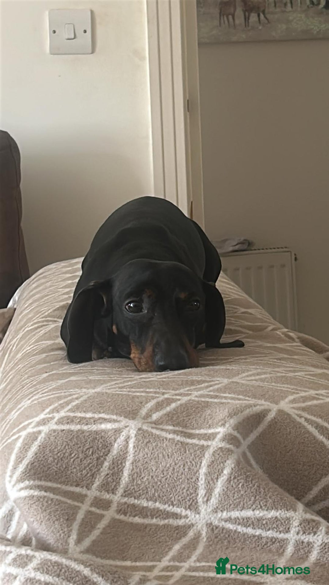 Dachshund dogs for stud: Dachshund as stud for first time! - Advert 6