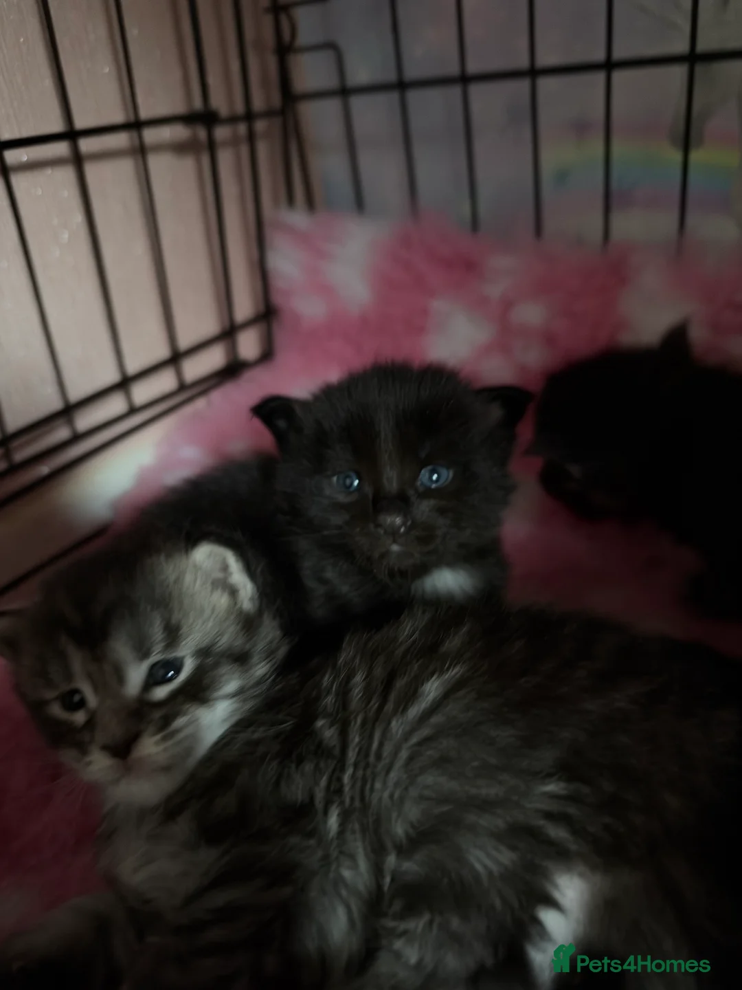 Maine Coon cats for sale: Stunning Maine coon kittens  - Advert 2