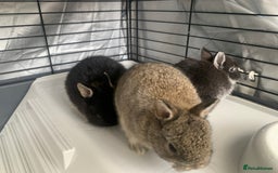 Netherland Dwarf rabbits for sale: Netherland Dwarf Bunnies - 6 left - Image 4