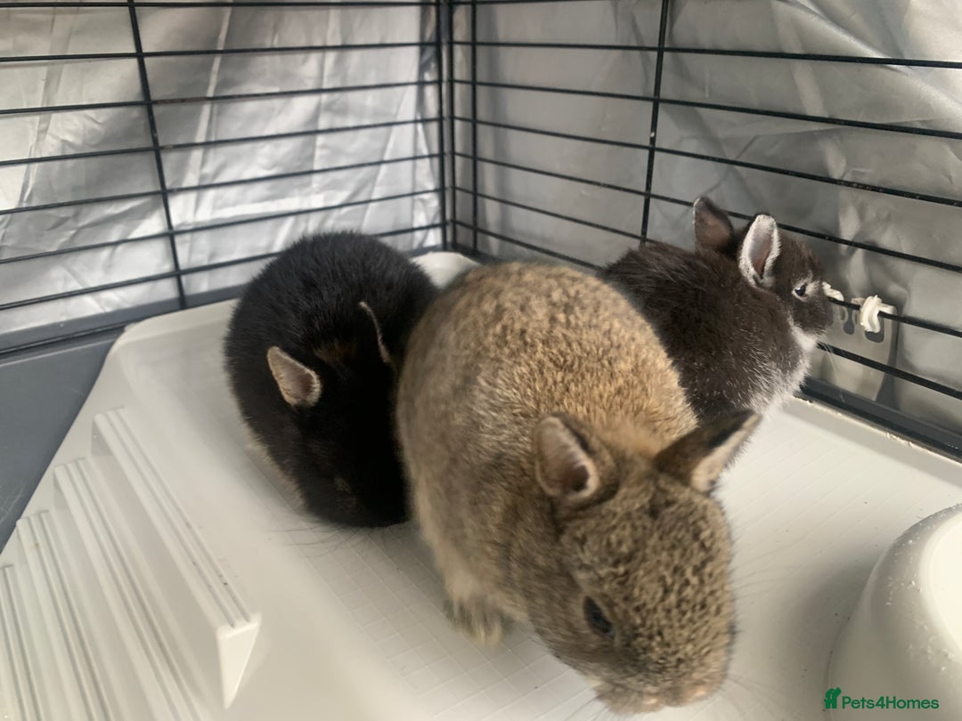 Netherland Dwarf rabbits for sale: Netherland Dwarf Bunnies - 6 left - Image 4