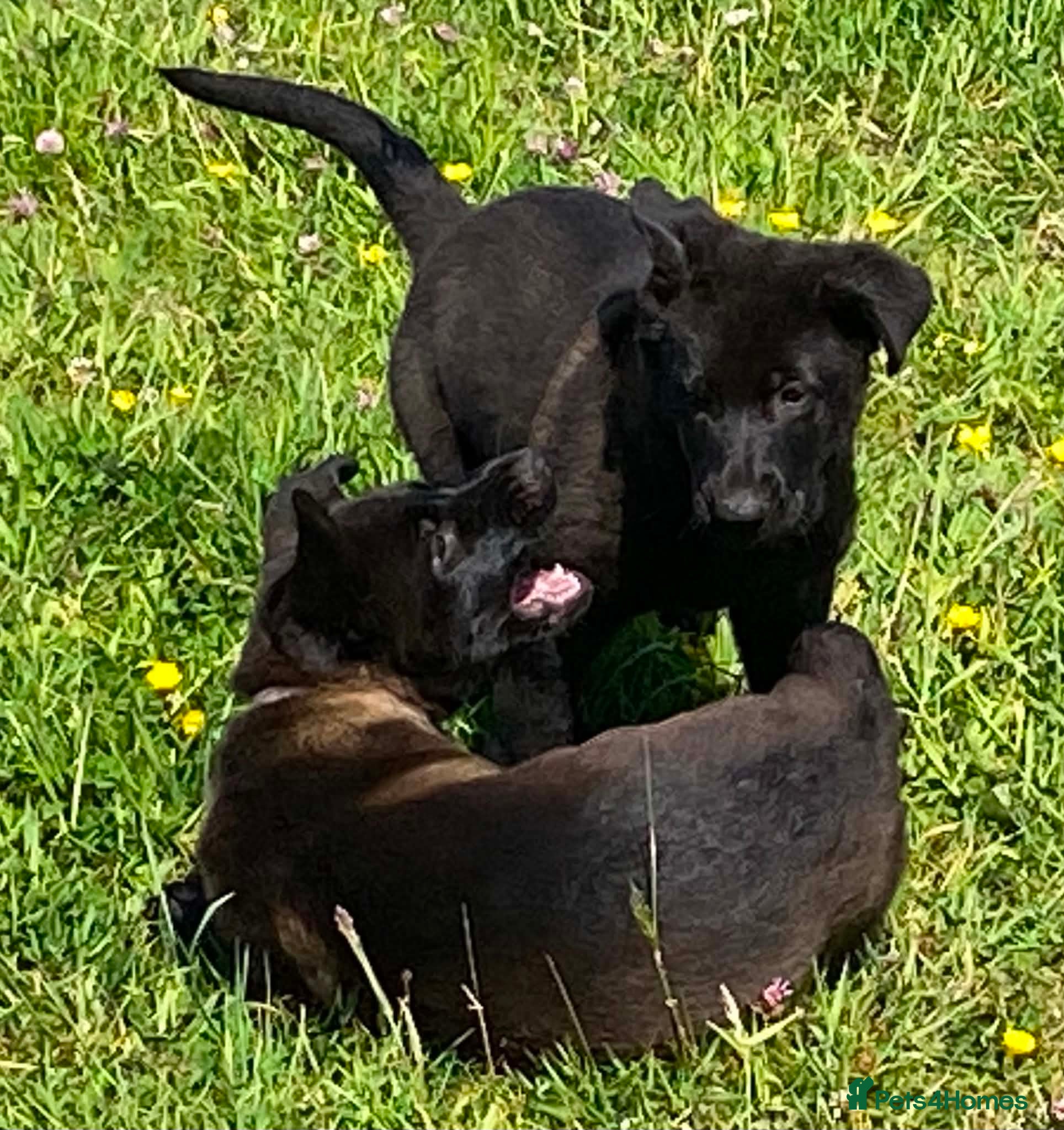 German Shepherd dogs Working-Line German Shepherd Pups Ready Now - Advert 1