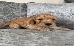 Cockapoo dogs for sale: Gorgeous babies 🥰 - Image 4
