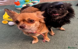 Chihuahua dogs for sale: Tiny Stunning Fluffy Chihuahua Puppy - Image 24