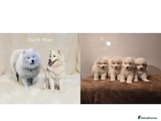 Samoyed dogs 3 Beautiful Boy Samoyeds Left ❤️ - Advert 12