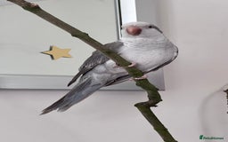 Parrots birds for sale: Untamed Rare Grey Quacker Parrot with Cage &acceso - Image 3