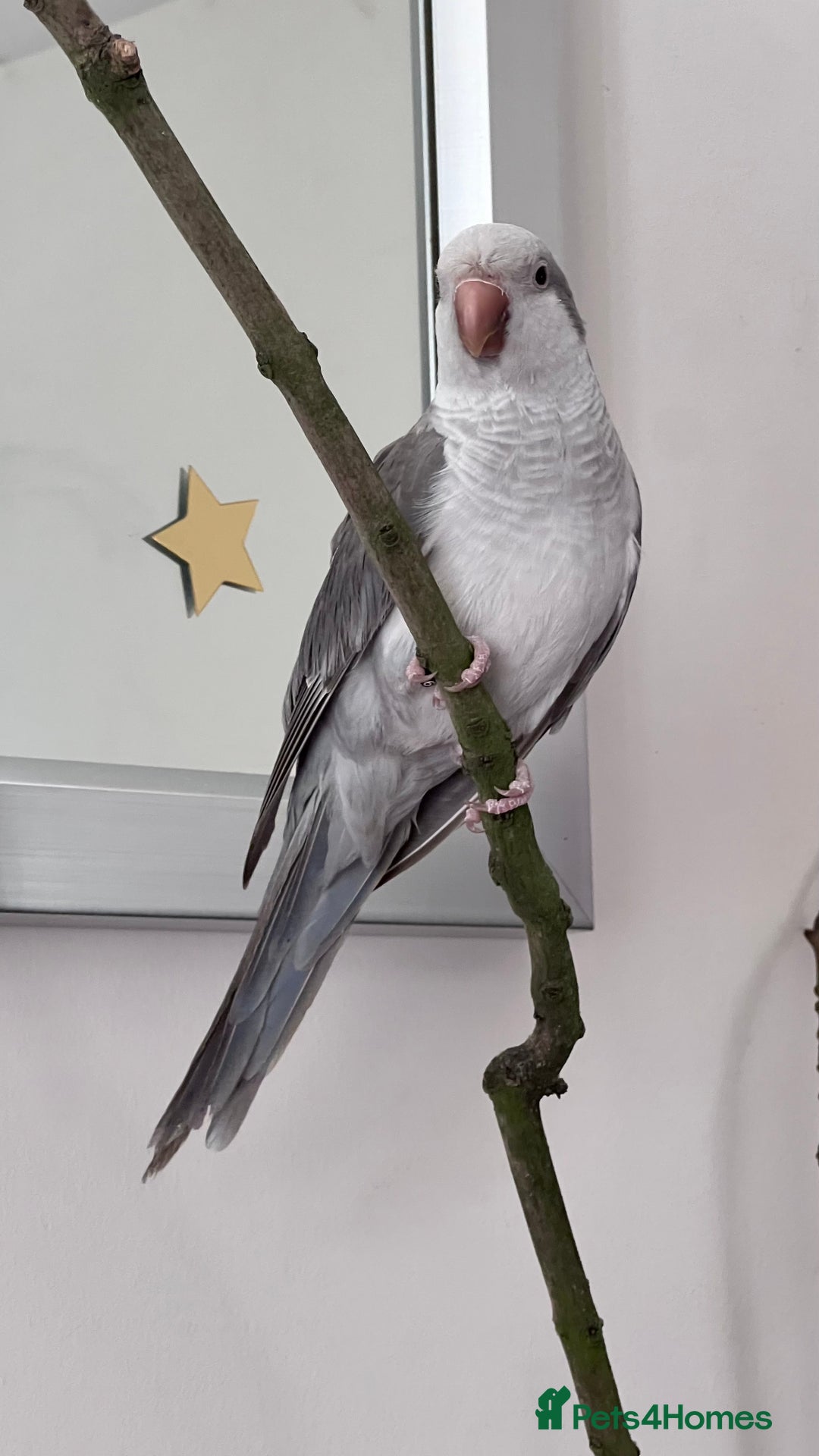 Parrots birds for sale: Untamed Rare Grey Quacker Parrot with Cage &acceso - Image 3