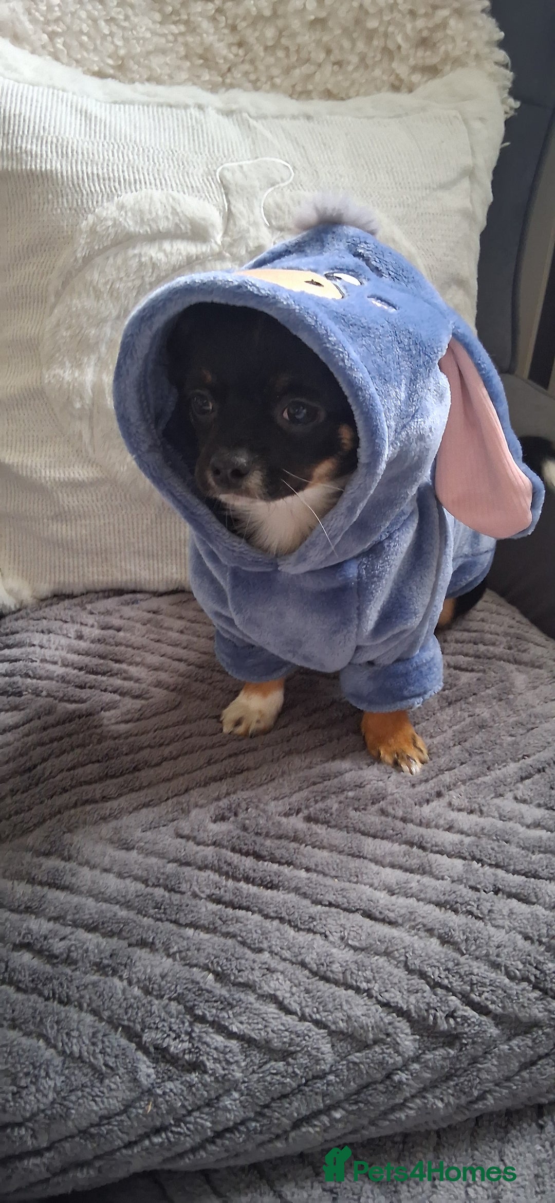 Chihuahua dogs for sale: Stunning Babies looking for their forever 5* homes - Image 19