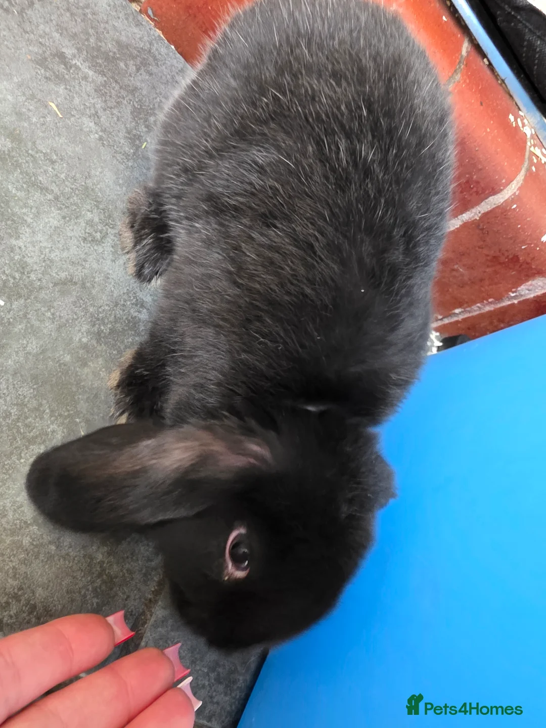 Mini Lop rabbits for sale: Mini loop  - Advert 6