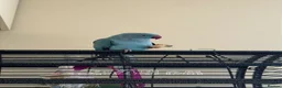 Ringnecks birds for sale: Beautiful blue young ringneck in Matlock - Advert 1