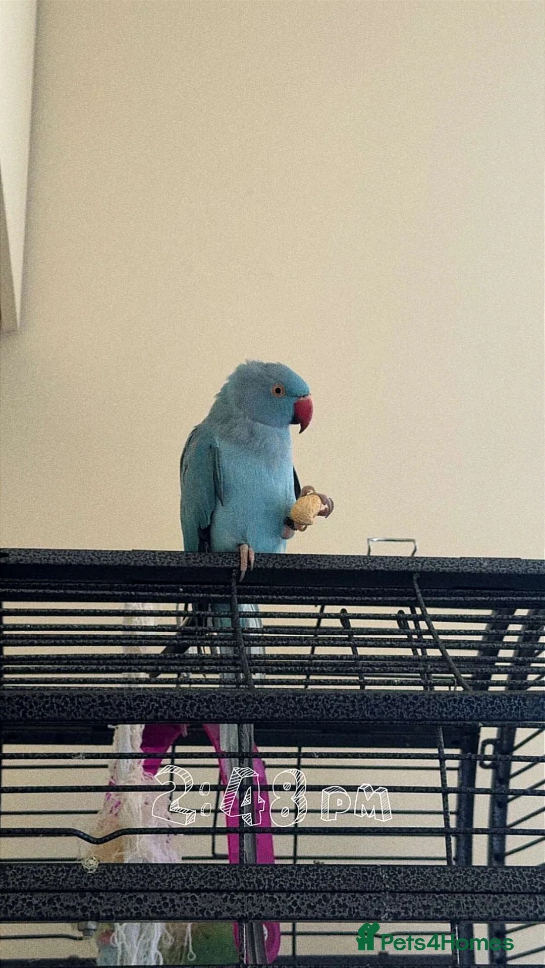 Ringnecks birds for sale: Beautiful blue young ringneck in Matlock - Advert 1