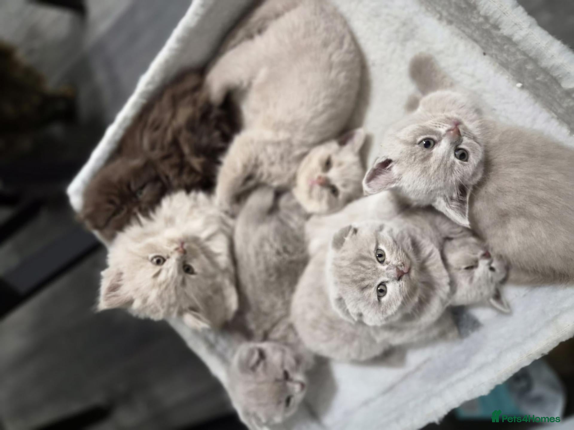 Scottish Fold cats Scottish fold and stright kittens  - Advert 6