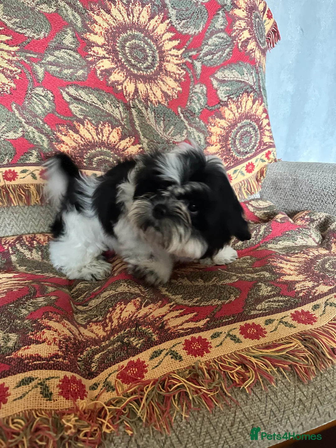 Shih Tzu dogs for sale: 1 male black & white Shih Tzu, 12 weeks - Advert 8