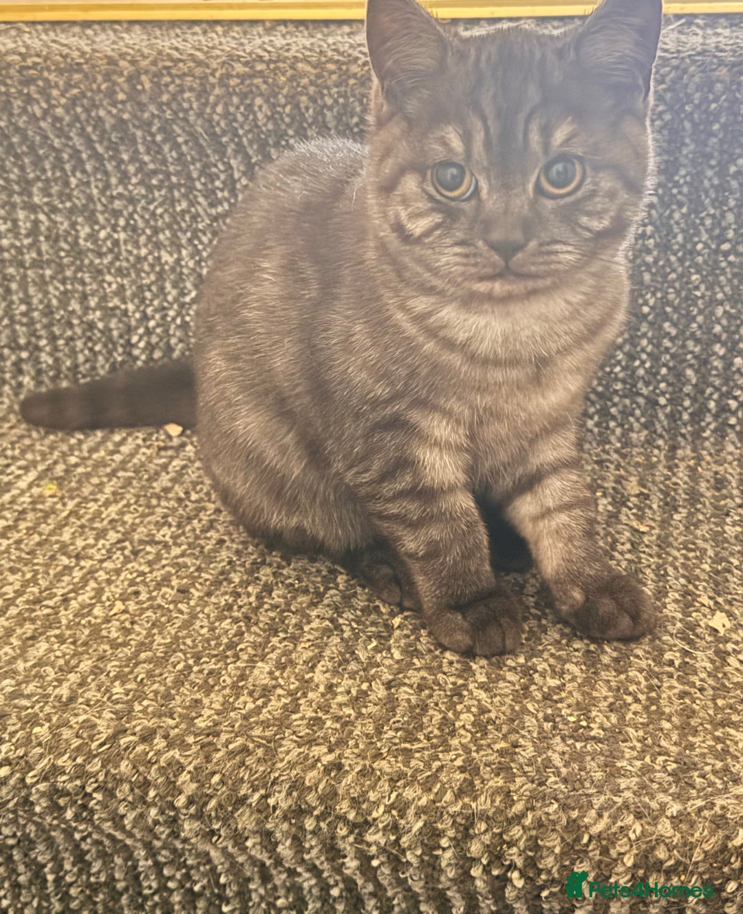 British Shorthair cats for sale: Pure British Shorthair Kittens  - Advert 12