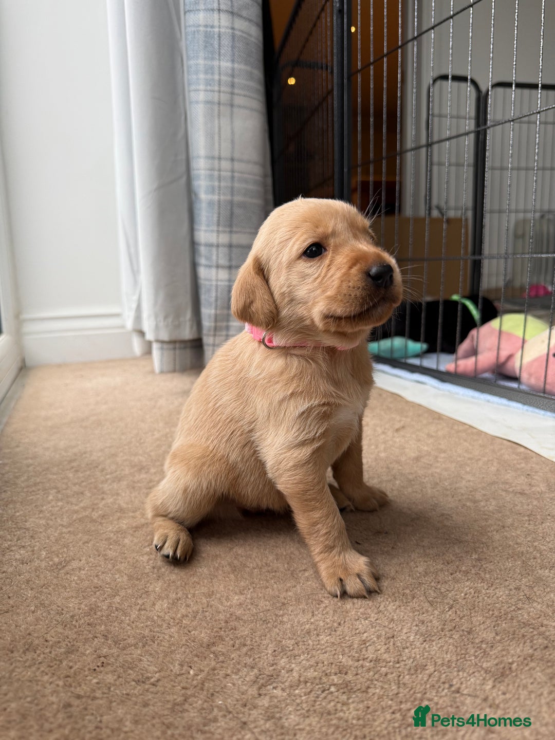 Labrador Retriever dogs for sale: KC registered Labrador Retriever puppies available - Advert 2