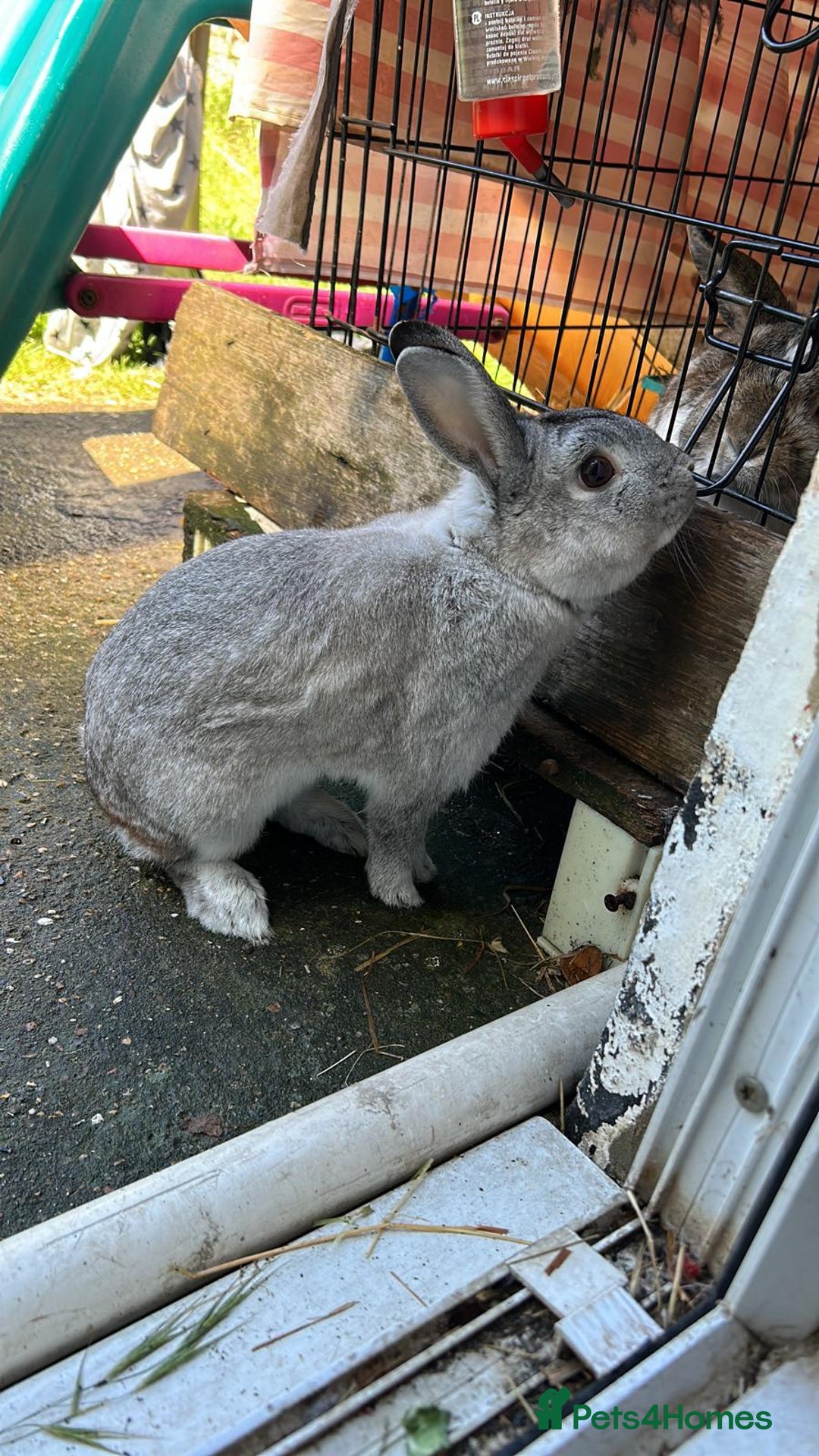 Mixed Breed rabbits for sale: Adorable Grey Male Bunny For Sale! - Image 3