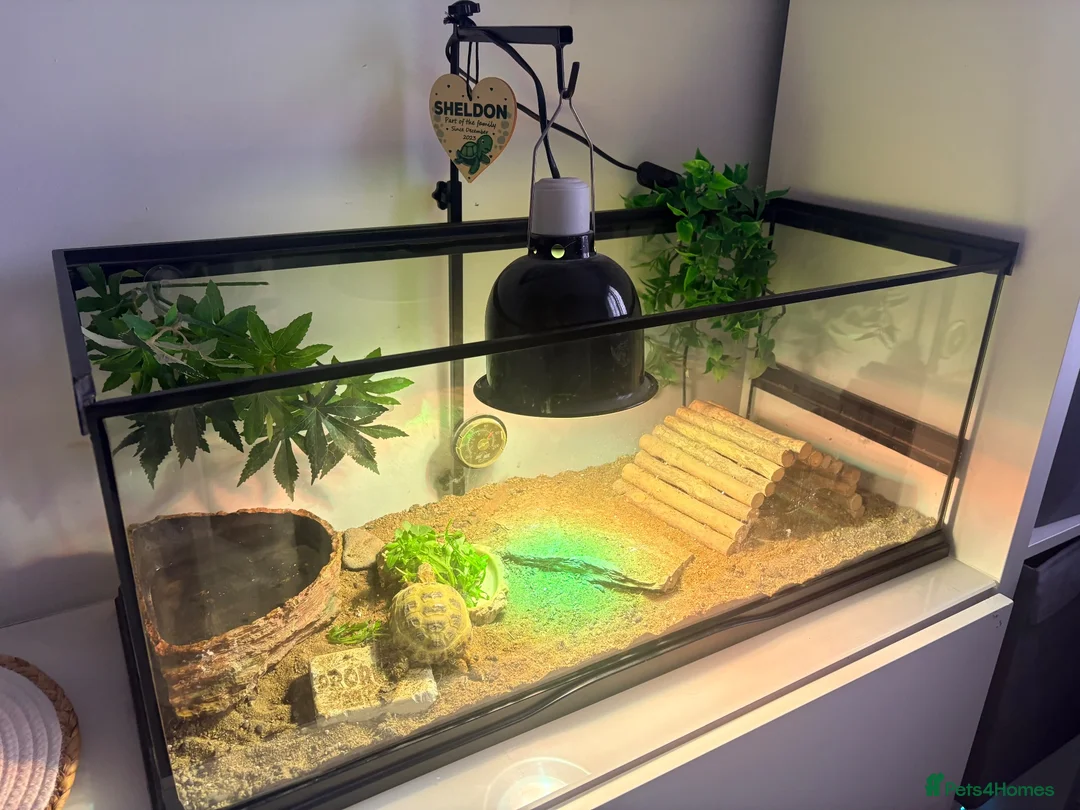 Tortoise reptiles for sale: Horsefield Tortoise, enclosure and accessories  - Advert 1