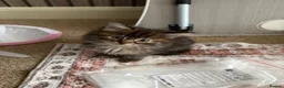Mixed Breed cats for sale: Beautiful sociable fluff balls - Advert 5
