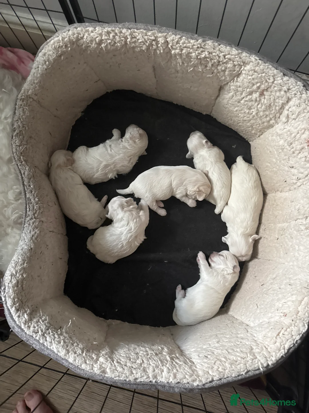 Maltese dogs for sale: Maltese puppies  - Advert 9