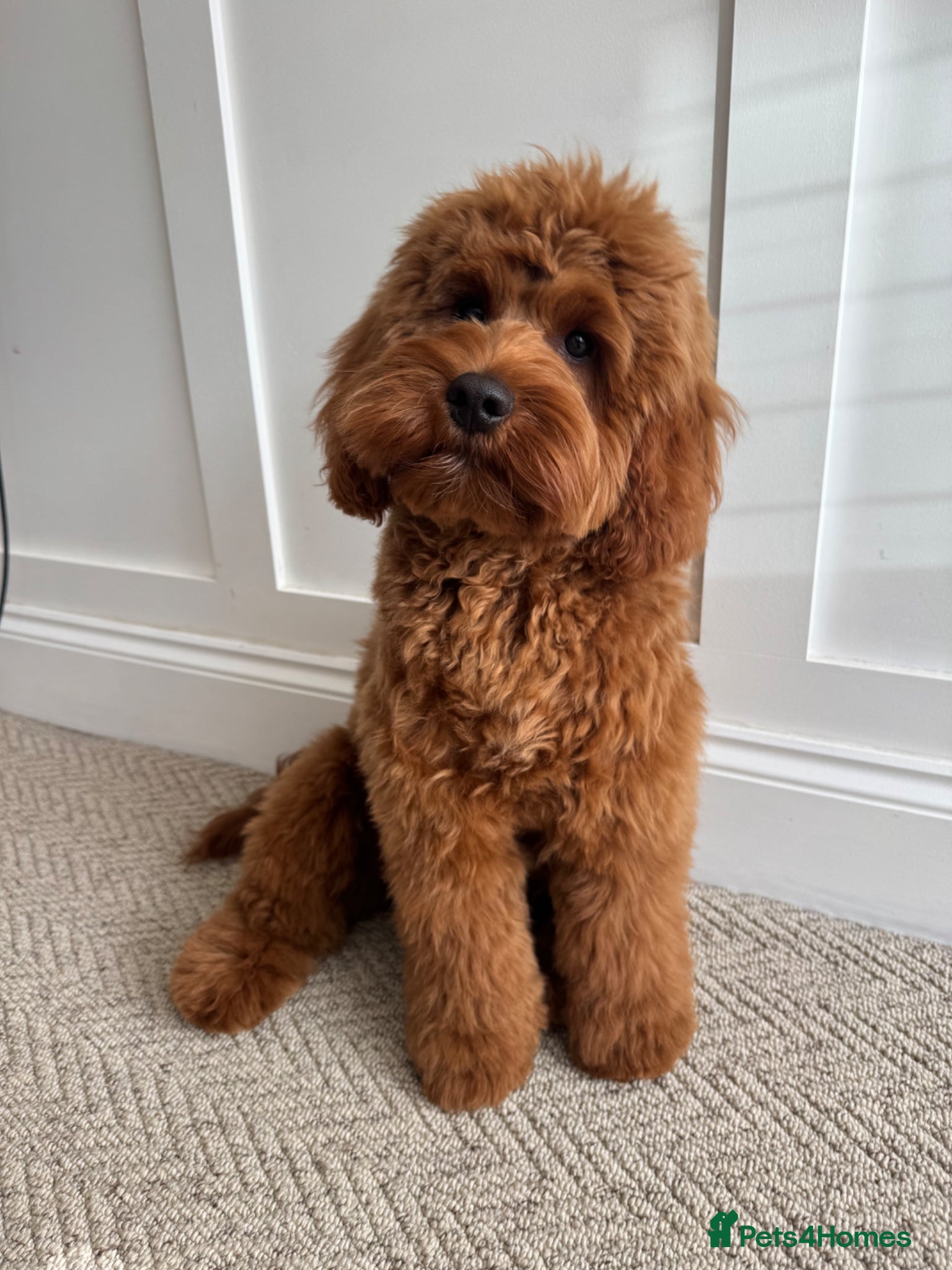 Cockapoo dogs Beautiful F1B cockapoo 9 months old - Advert 17