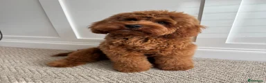 Cockapoo Puppy 1