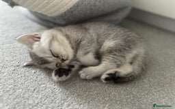British Shorthair cats for sale: British Shorthair Kitten - Image 8