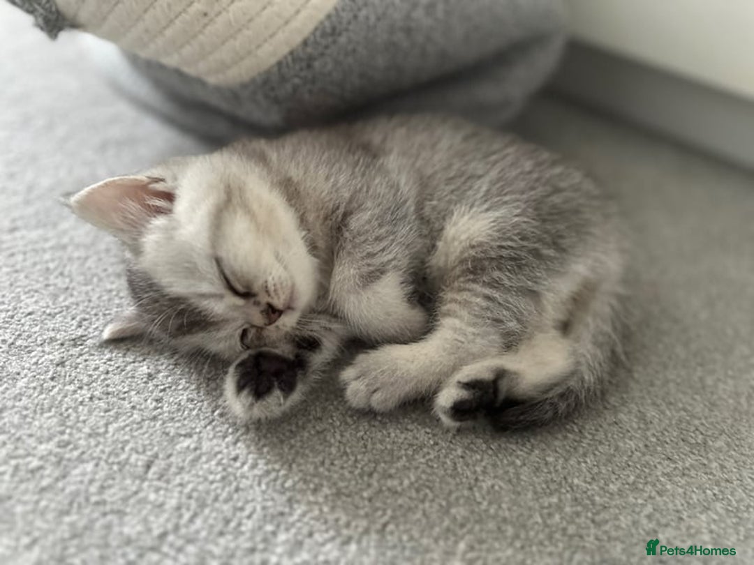 British Shorthair cats for sale: British Shorthair Kitten - Image 8
