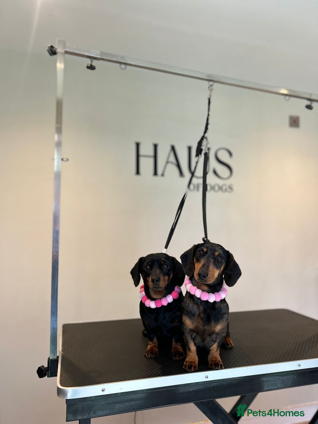 Miniature Dachshund dogs for sale: LADY & RUBY - Advert 5