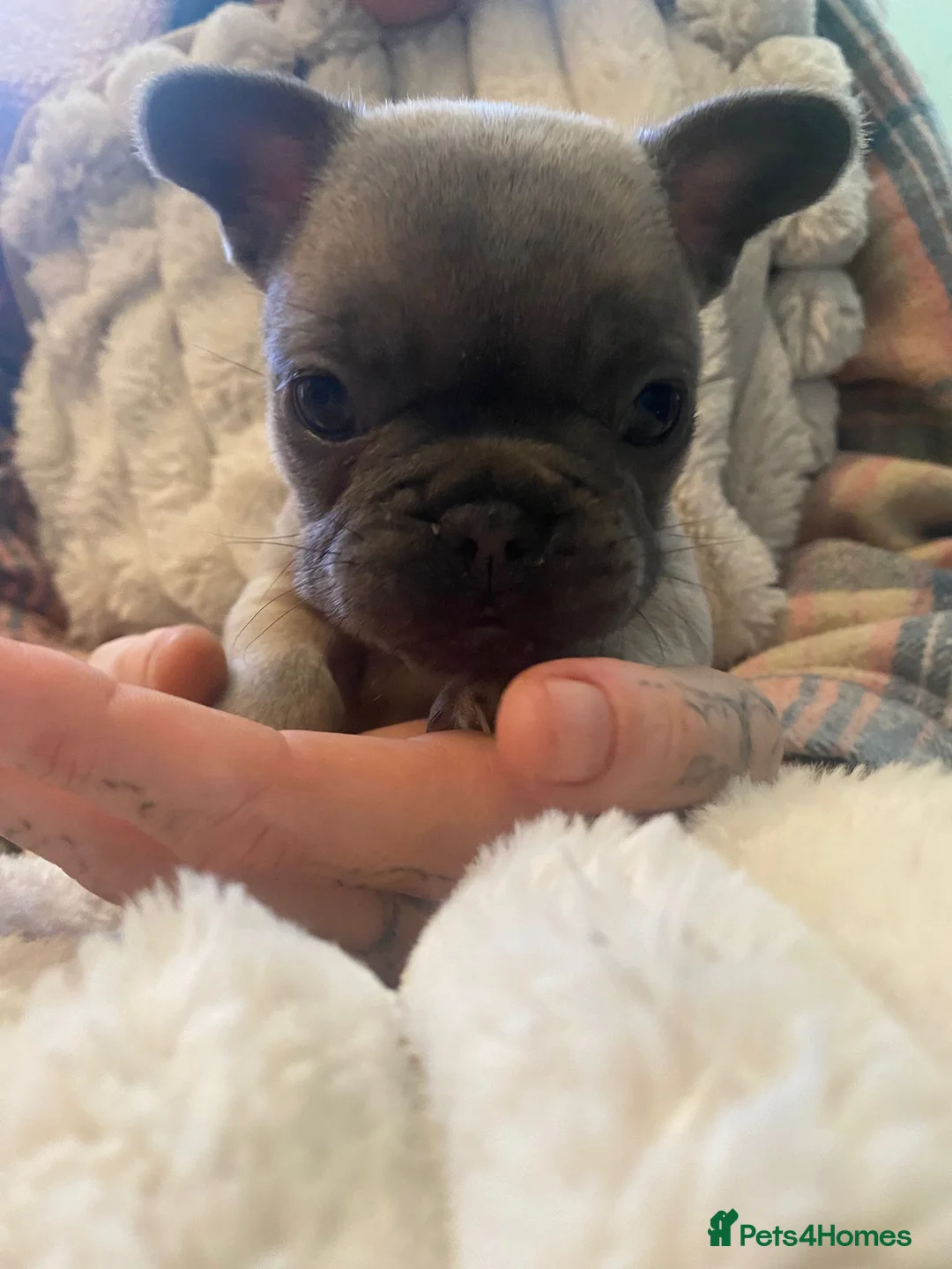 French Bulldog dogs for sale: Chucky laid back beautiful frenchies in Rochdale - Advert 11