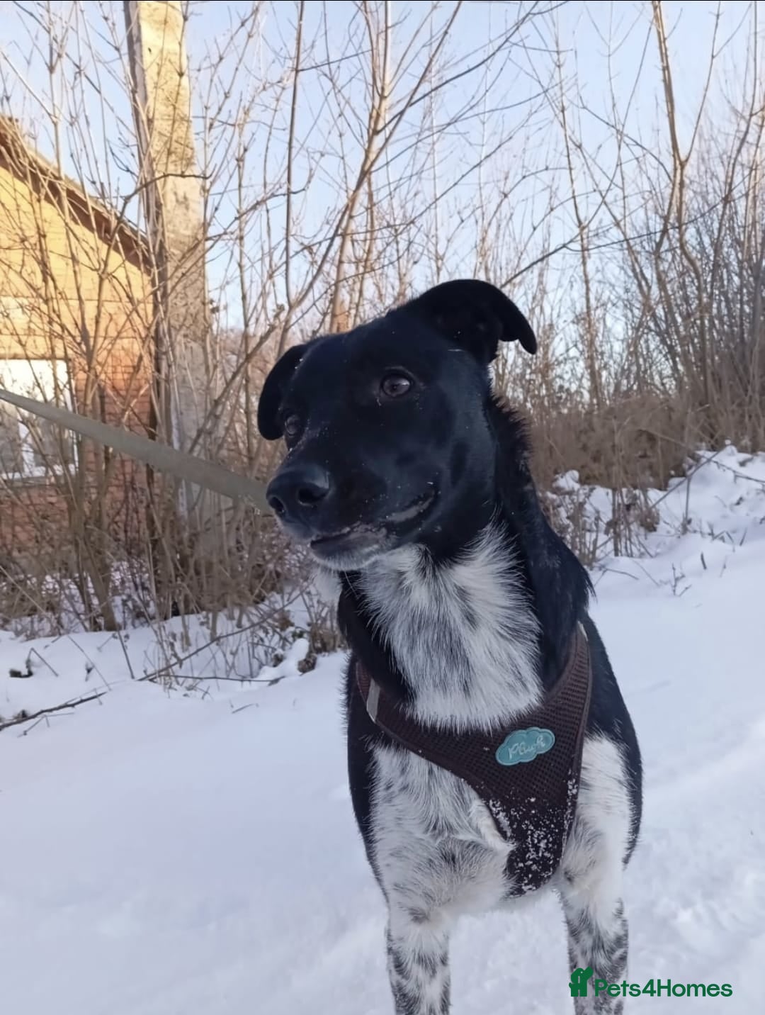 Mixed Breed dogs for adoption: 💖🐶 GEMMIE 🐶💖 - Advert 5