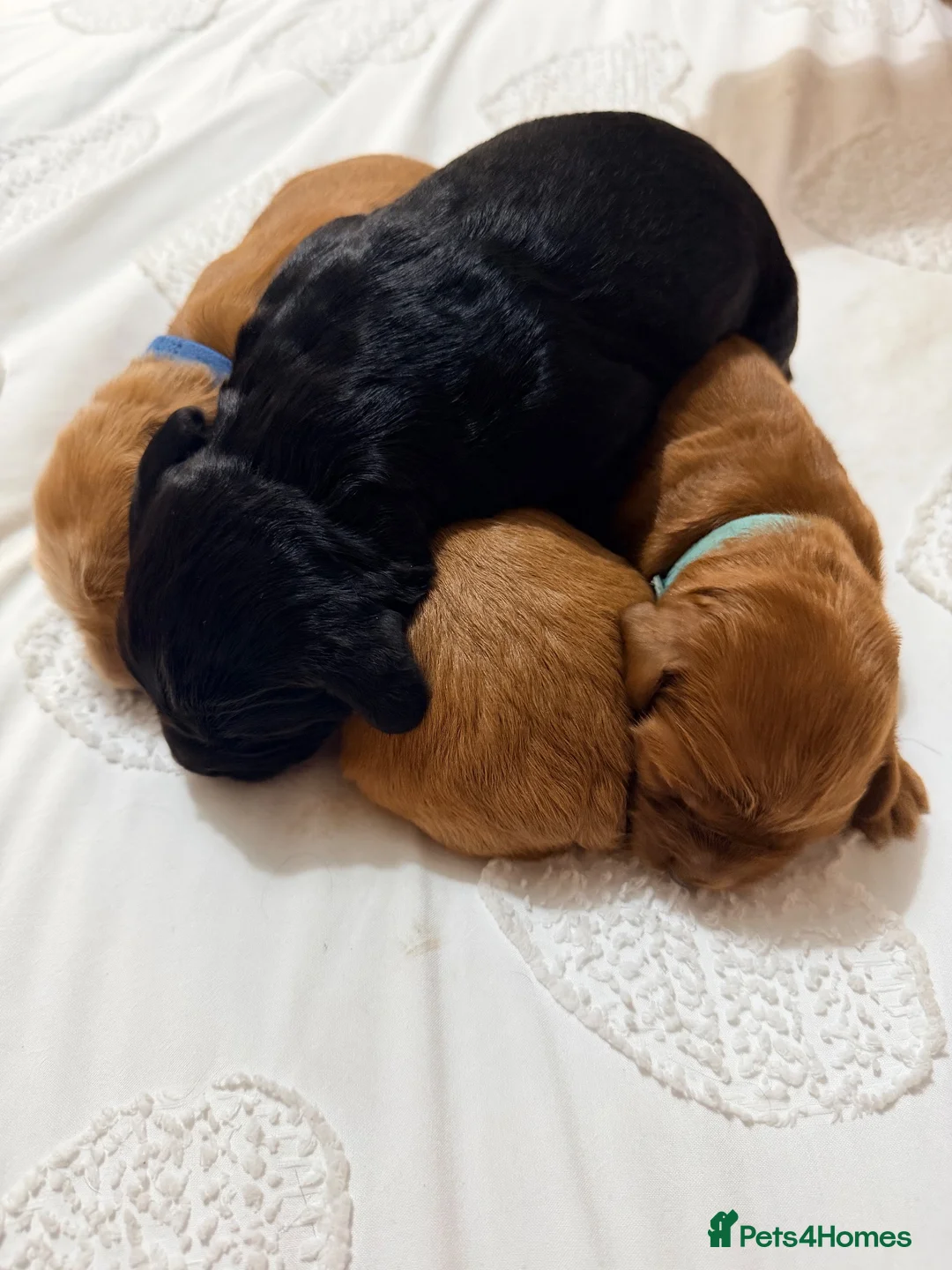 Cockapoo dogs for sale: Cockapoo f1b  in Lincoln - Advert 16